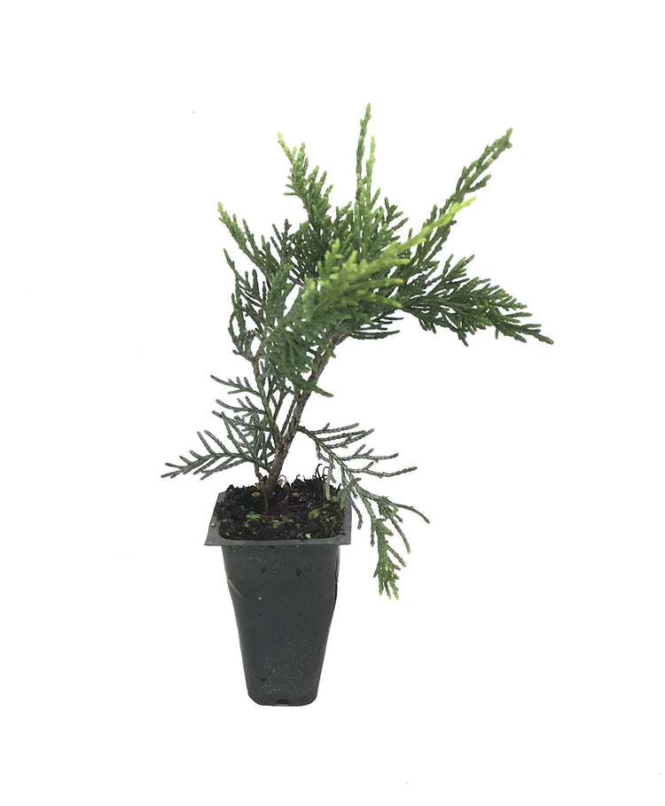 Old Gold Juniper - Live Plants - Juniperus Chinensis - Drought Tolerant Cold Hardy Evergreen Ground Cover