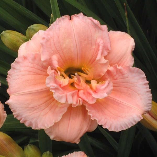 Daylily Siloam Double Classic I Live Inch Pots I Hemerocallis I Peach Colored Flowers