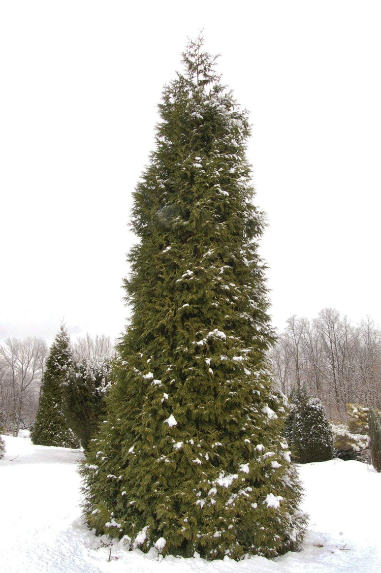 Thuja Plicata 'Green Giant' Arborvitae - Live Quart Size Plants - Evergreen Privacy Tree