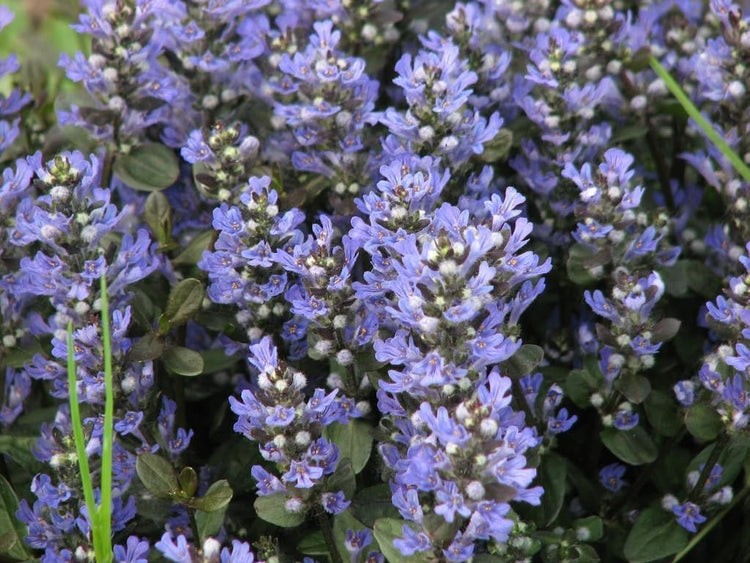 Ajuga Reptans Chocolate Chip I Live Plants | Dense Ground Cover Plant with Miniature Dark Foliage, Perfect for Gardens, Borders, & Shaded Areas (3 Plants)