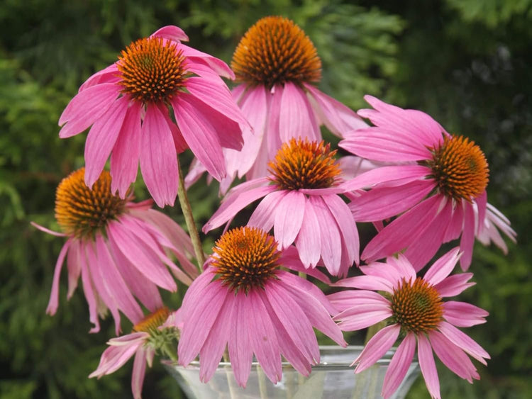 Echinacea 'Kim's Knee High' | Live Plants | Vibrant Pink Blooming Coneflower Perennial Plant | Easy to Grow | Perfect for Pollinator Gardens