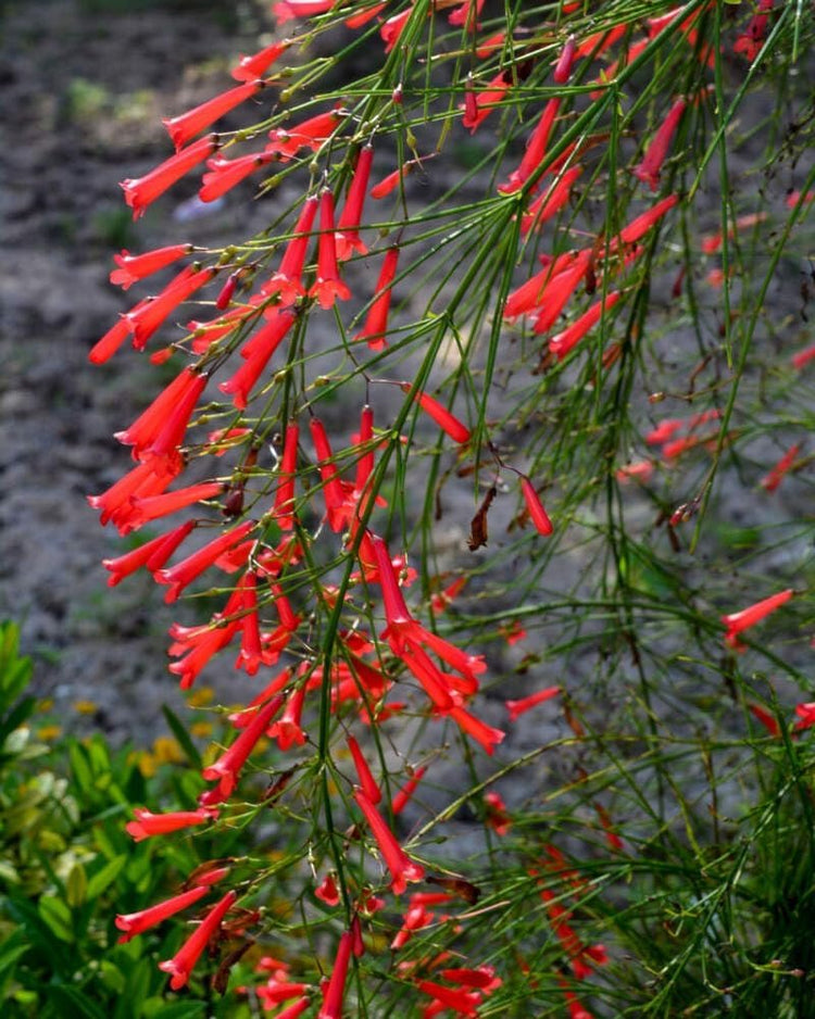 Firecracker Red | Extra Large 3 Gallon Plants | Unspecified Botanical Name | Vibrant Garden Addition | Full Sun Perennial