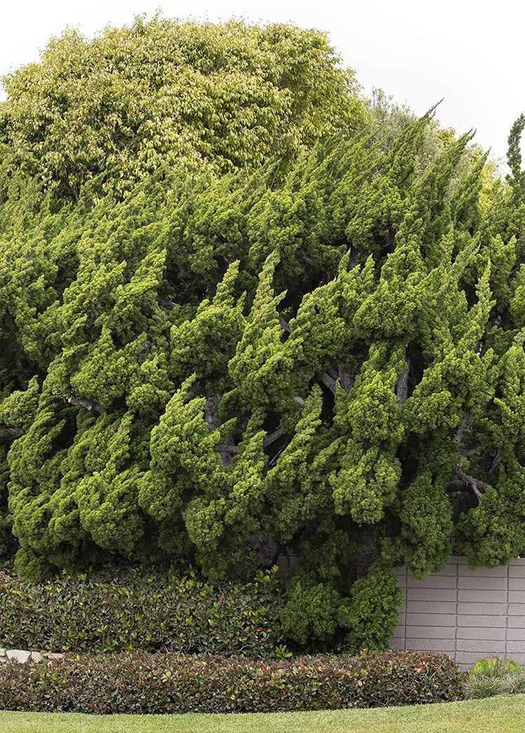 Hollywood Juniper - Juniperus Chinensis Torulosa - Live Quart Size Trees - Drought Tolerant Cold Hardy Evergreen Plant