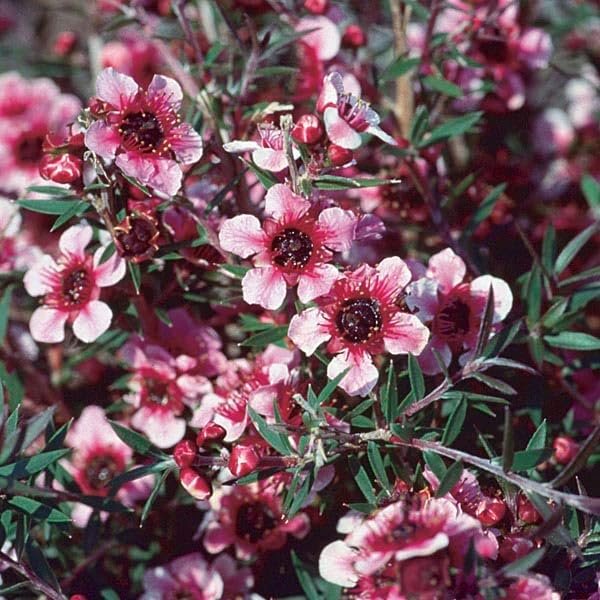 New Zealand Tea I Live Plants I Pink Flowers I Leptospermum Scoparium | Rich Aroma and Robust Flavor