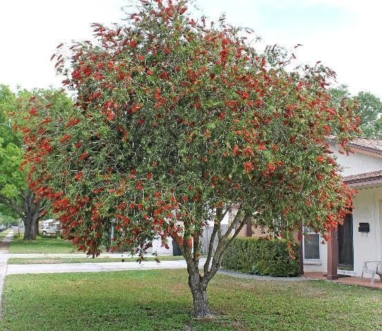 Bottlebrush Red Cluster Tree I Live Plants I Callistemon Citrinus Red Cluster I Vibrant Red Blooms, Fast-Growing, Drought-Tolerant Outdoor Plant, Ideal for Gardens (10 Plants)