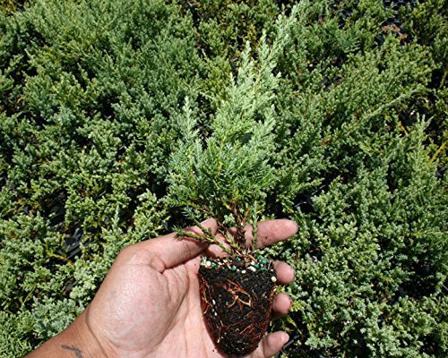 Nicks Compacta Juniper - Live Plants - Drought Tolerant Cold Hardy Evergreen