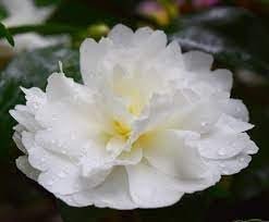 Camellia Sasanqua Mine-No-Yuki I Extra Large Gallon Plants I White Flowering Snow-White Blooms, Live Plant for Gardens & Landscapes, Winter Blooming Elegance for Year-Round Greenery