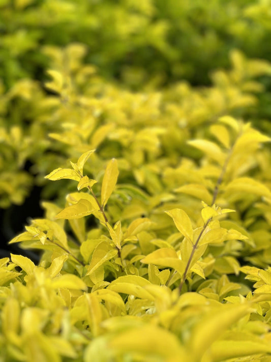 Duranta Gold Mound | Extra Large Gallon Plant | Duranta Erecta 'Gold Mound' | Vibrant Foliage | Landscape Accent