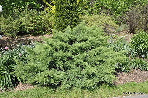 Nicks Compacta Juniper - Live Plants - Drought Tolerant Cold Hardy Evergreen