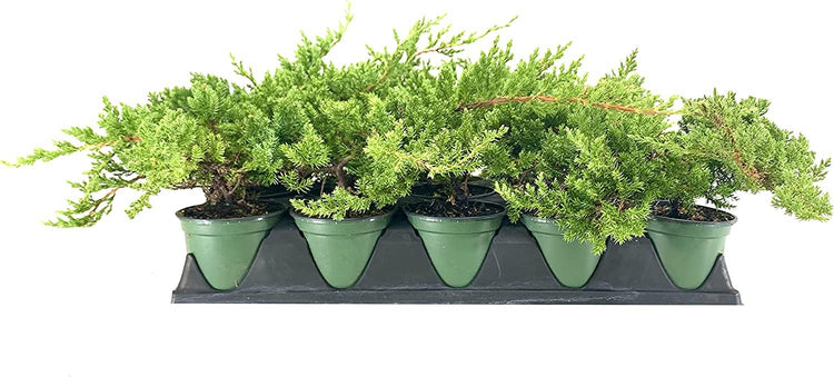 Dwarf Japanese Garden Juniper | Live 4 Inch Pots | Juniperus Procumbens Nana | Drought Tolerant Evergreen Groundcover | Great Plants for Bonsai