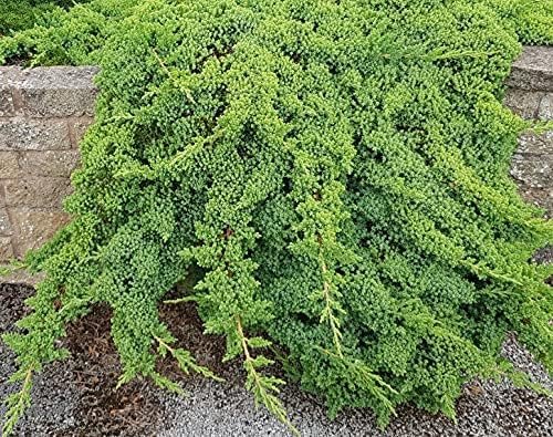 Dwarf Japanese Garden Juniper | Live Gallon Size Plants | Juniperus Procumbens Nana | Drought Tolerant Evergreen Groundcover | Great for Bonsai