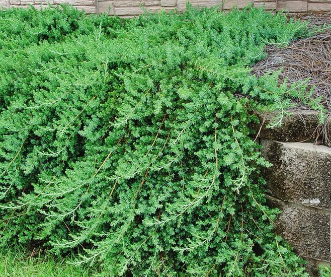 Blue Pacific Juniper | Extra Large 3 Gallon Plants | Live Fast-Growing Ground Cover Shrub, Drought-Tolerant, Low-Maintenance Landscaping Plant (2 Plants)