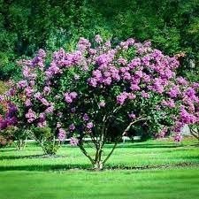 Crape Myrtle Catawba | Extra Large 3 Gallon Plant I Purple Flowering Lavender-Purple Summer Blooms, Drought-Resistant Live Tree