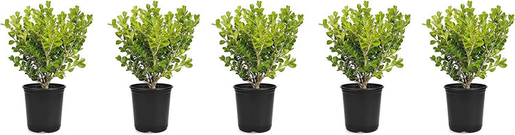 Japanese Boxwood | Live 4 Inch Pot | Buxus Microphylla | Formal Evergreen Low Maintenance Hedge Plants