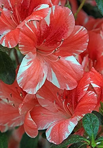 Azalea Dogwood | Live Plants | Pink and Red Flowering Rhododendron