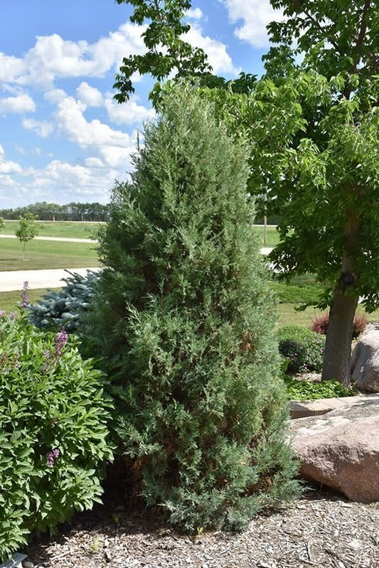 Medora Juniper | Live Gallon Size Plants | Perfect for Year-Round Landscaping, Privacy Screening, and Low Water Environments, Drought-Tolerant