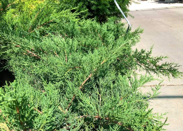 Juniper Kallay | Live Gallon Size Plants | Juniperus Chinensis, Hardy