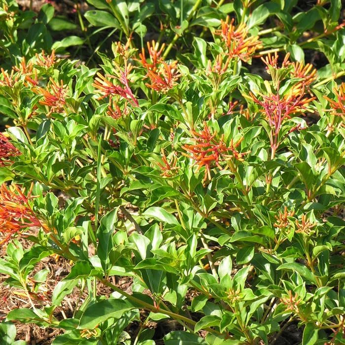 Firebush Dwarf I Live Quart Size Plants I Hamelia Patens Compactal Vibrant Red-Orange Blooms, Low-Maintenance, Heat-Tolerant, Perfect for Small Gardens and Containers (1 Plant)