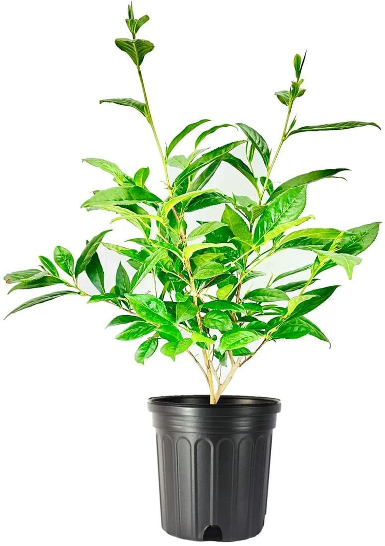 Camellia Sinensis - 6 Inch Container - Large & Beautiful Live Tea Plant - Brew Your Own Black, White, Green & Oolong Tea