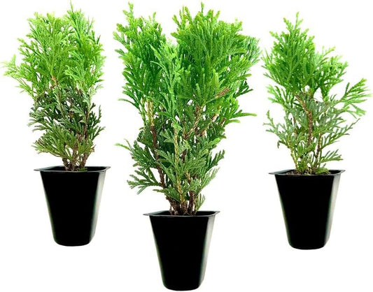 Little Giant Arborvitae | Live Plants | Dwarf Evergreen Shrub, Perfect for Landscaping & Privacy, Low Maintenance, Hardy & Drought Tolerant