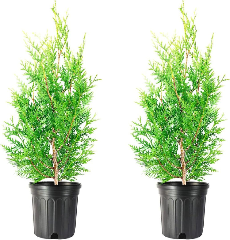 Green Giant Arborvitae | Live 1 Gallon Trees | Thuja Plicata | Evergreen Privacy Screening Plants