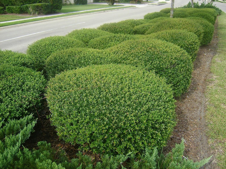 Dwarf Yaupon Holly | Live Gallon Size Plants | Ilex Schilling Stokes