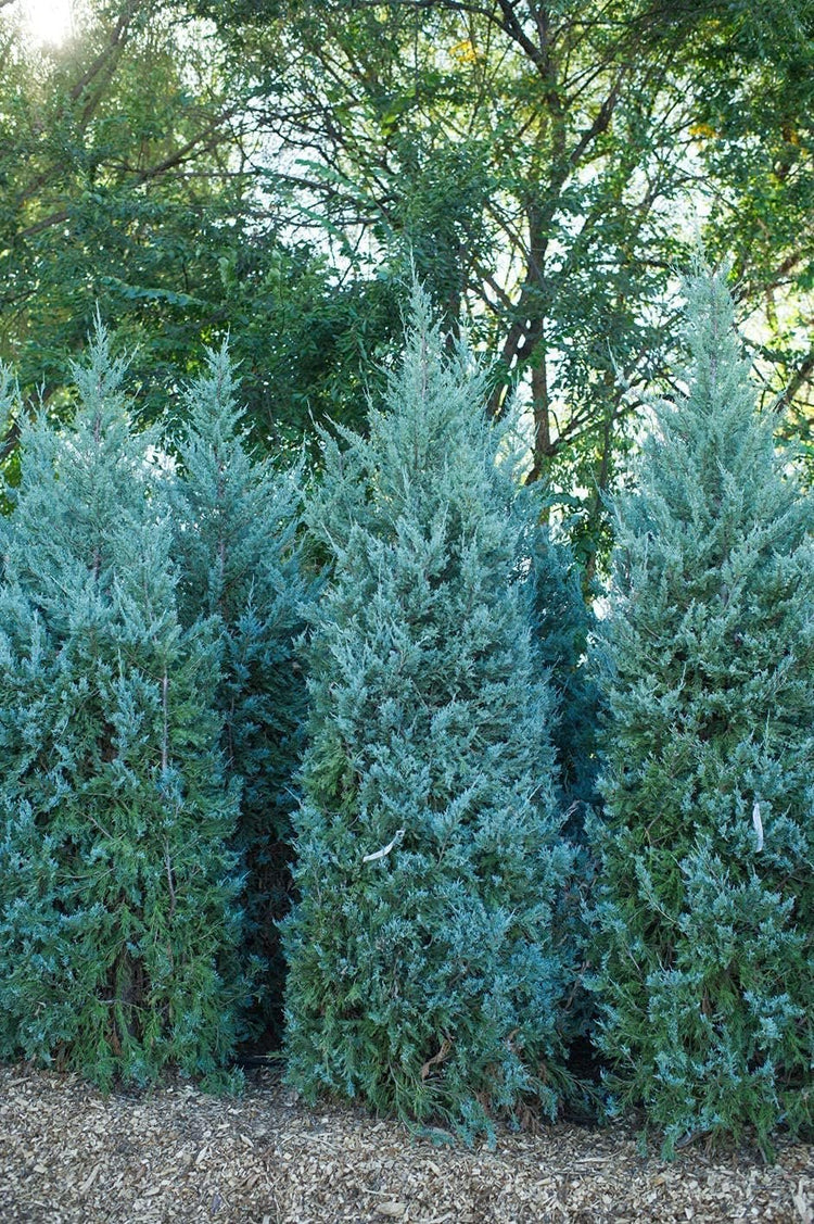 Wichita Blue Juniper | Live Gallon Size Trees | Juniperus Scopulorum | Evergreen Screening Hedging Plant