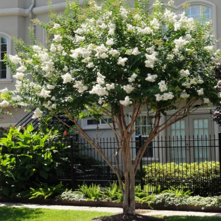 Crape Myrtle Natchez | Live Plants | Lagerstroemia Indica