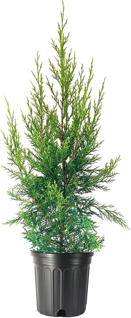 Keteleeri Juniper | Live Gallon Size Tree | Juniperus Chinensis | Drought Tolerant Cold Hardy Evergreen Plant