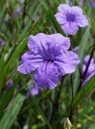 Mexican Petunia Purple I Large Gallon Size Plants I Ruellia Brittoniana | Live Vibrant Purple Flowers, Drought and Heat Tolerant, Ideal for Garden Borders and Container Planting (3 Plants)