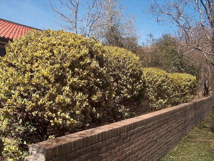 Ligustrum Japonicum Howardi - Live Quart Size Plant - Privet Howardii - Variegated Evergreen Privacy Hedge