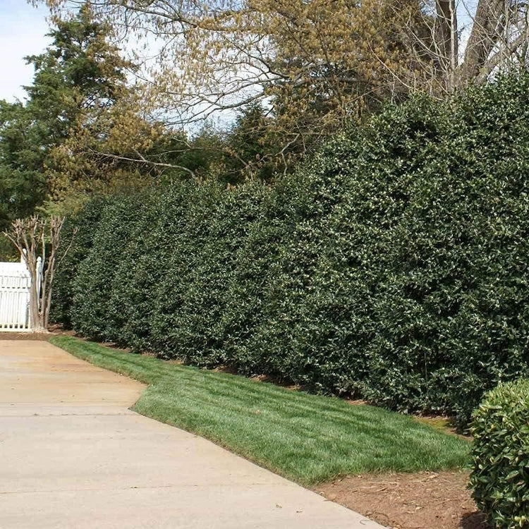 Ilex Nellie R. Stevens Holly | Large Gallon Size Tree | Low Maintenance Live Evergreen Privacy Shrub Red Berries