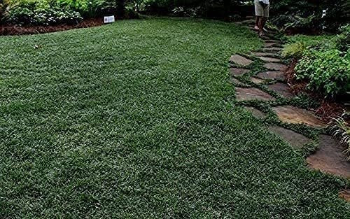 Dwarf Mondo Grass | Large Quart Size Plants | Ophiopogon Japonicus Nanus | Shade Loving Evergreen Ground Cover