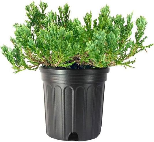 Juniper Blue Chip | Live Gallon Size Plants | Juniperus Horizontalis