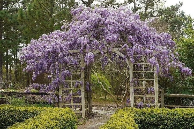 Amethyst Falls Wisteria Frutescens Vine | Live Plants | Beautiful Drought Tolerant Fragrant Purple Flowering Vine