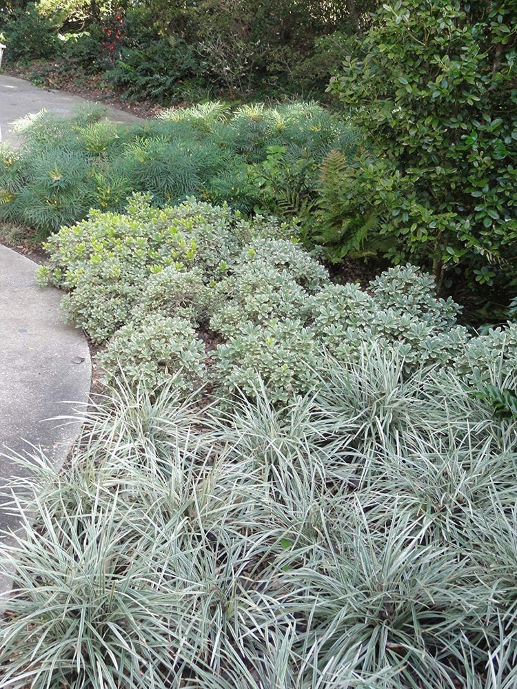 Aztec Grass - Live Plants - Variegated Liriope - Ophiopogon Intermedius Argenteomarginatus