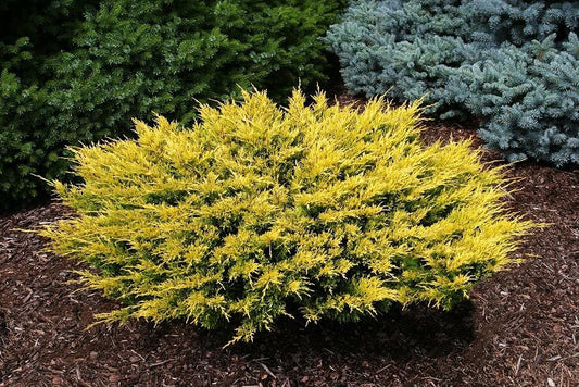 Lime Glow Juniper | Live Gallon Size Plants | Juniperus Horizontalis | Cold Hardy Drought Tolerant Evergreen Groundcover