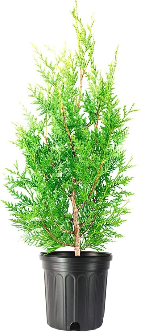 Green Giant Arborvitae | Live 1 Gallon Trees | Thuja Plicata | Evergreen Privacy Screening Plants