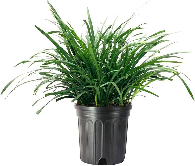 Big Blue Liriope Muscari - Plants Gallon Size - Low Maintenance Drought Tolerant Evergreen Live Grass Lilyturf