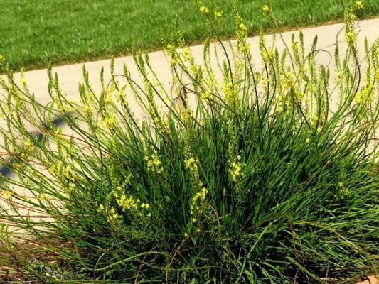 Bulbine Yellow | Live Gallon Size Plants | Bright Yellow Flowering Succulent, Live Plant, Perfect for Sunny Gardens, Drought-Tolerant Landscape Addition (2 Plants)