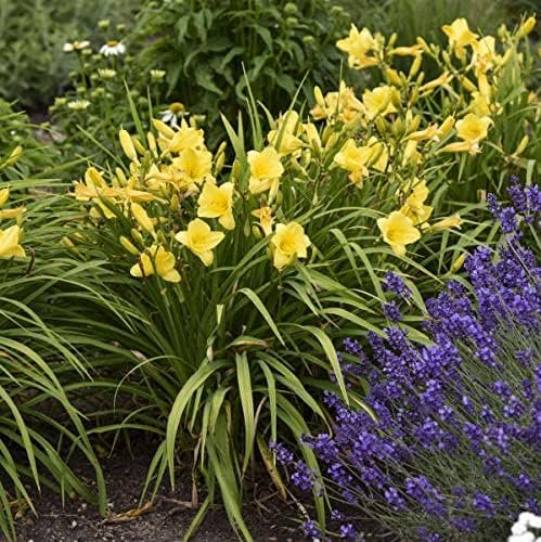 Daylily Happy Returns I Live 3 Inch Pots I Hemerocallis | Yellow Flowers | Perennial Garden Star, Easy-to-Grow for Continuous Floral Display (30 Plants)