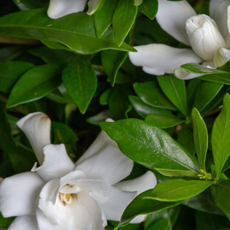 Frostproof Gardenia | Large Gallon Size Plant | Fragrant Blooming Shrub