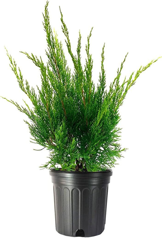 Sea Green Juniper | Live Gallon Size Plants | Juniperus Chinensis, Hardy