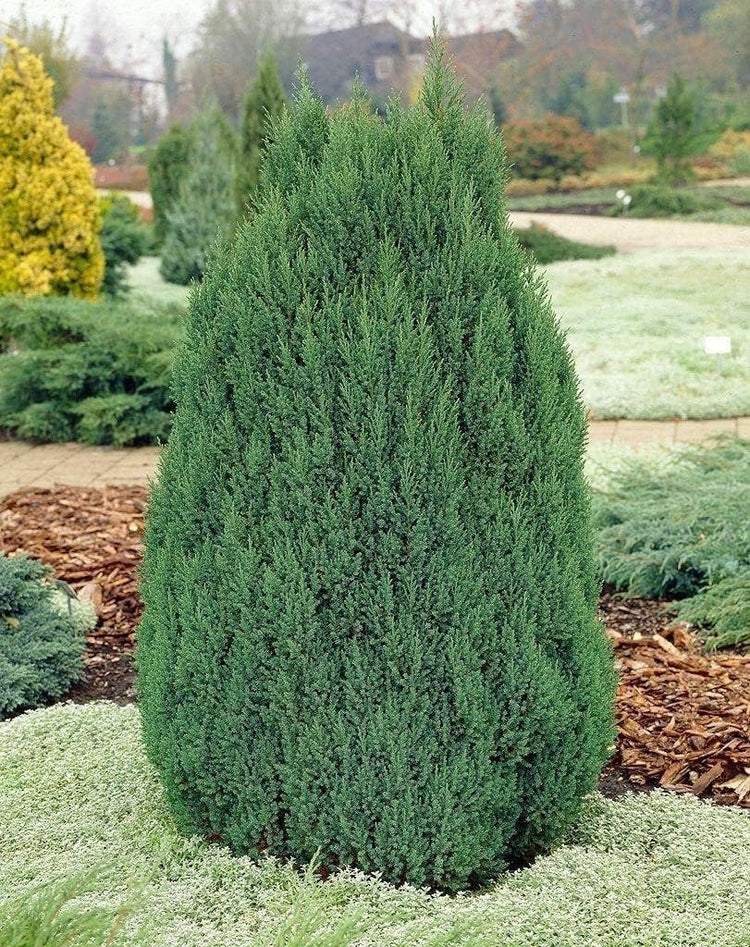 Spiny Greek Juniper | Live 4 Inch Pot | Juniperus Chinensis | Drought Tolerant Cold Hardy Evergreen Screening Plants