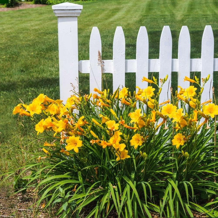 Daylily Stella D' Oro | Live 3 Inch Pots | Hemerocallis | Yellow Flowers I Rich Golden Blooms, Perennial Garden Jewel, Easy-to-Grow for Year-Round Beauty