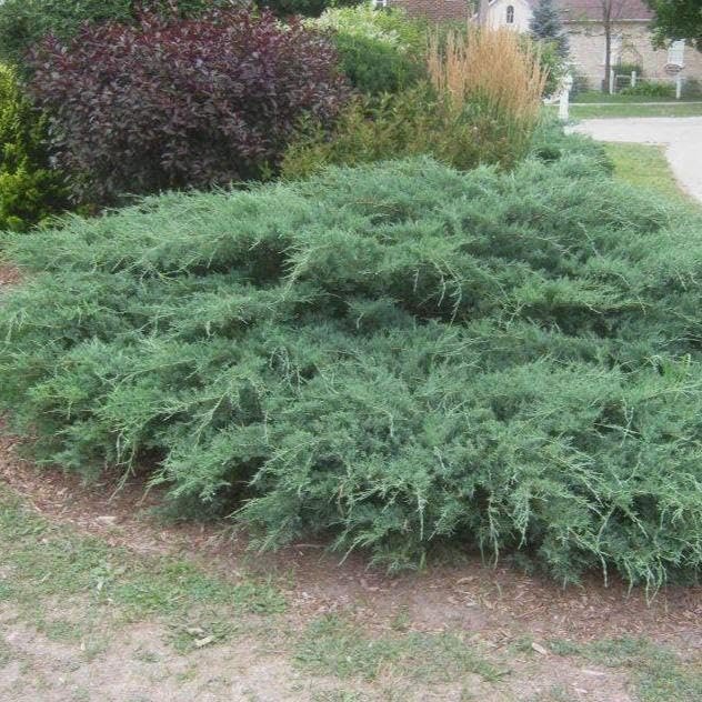 Green Sargent Juniper | Extra Large 3 Gallon Plants | Fast-Growing Evergreen for Landscaping, Privacy Screen, and Garden Borders - Hardy & Low-Maintenance (2 Plants)