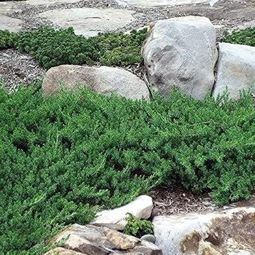 Blue Pacific Shore Juniper | Live Gallon Size Plants | Juniperus Conferta Evergreen