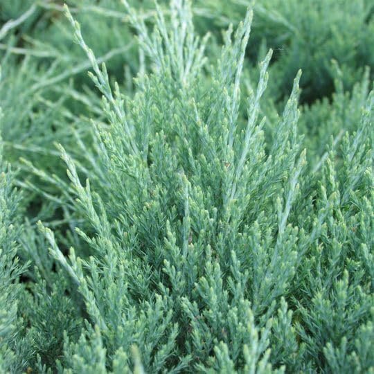 Hughes Juniper | Live 4 Inch Pots | Drought-Tolerant Evergreen for Landscaping, Privacy Screens, and Bonsai, Easy-to-Grow