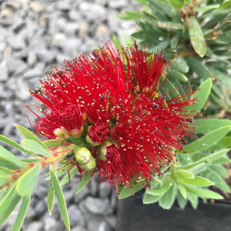 Little John Dwarf Bottlebrush | Live Plants | Callistemon | Compact Blooming Shrub | Attracts Hummingbirds and Butterflies