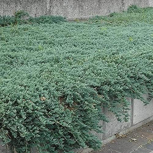 Juniper Blue Sargent | Live Gallon Size Plants | Juniperus Chinensis